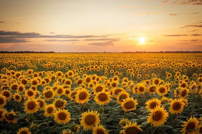 Stéphanie Huber - Thérapeute énergéticienne, Praticienne En Intelligence Innée (certifiée QuanticScan), Praticien de Médecine Alternative à Mahalon