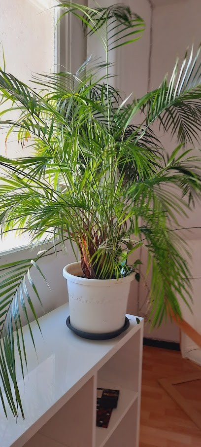 Lilia Ayala - Massage - Fasciathérapie- Bio énergétique Chinoise & Médecine Amérindienne, Praticien de Médecine Alternative à Forcalquier