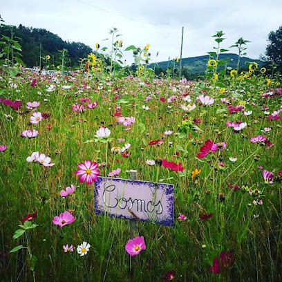 Magnétiseur 66 Energeticienne Coupeur de feu Claudia Villelongue, Praticien de Médecine Alternative à Perpignan