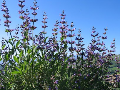 Véronique Pontvianne, Praticien de Médecine Alternative à Mornant