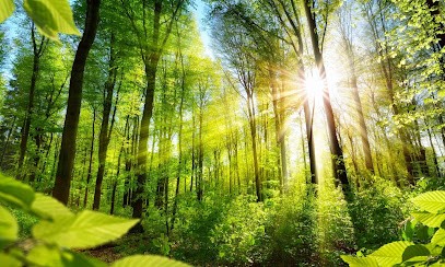 Amandine Laurent - Yoga, Soins Energétiques Et Sylvothérapie, Hypnothérapeute à Foncine-le-Haut