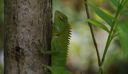 Christelle Pasquier Hypnose Sajece, Hypnothérapeute à Beaupréau-en-Mauges