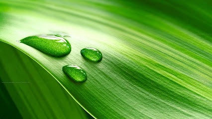 Milazzo Liliane, Praticien de Médecine Alternative à Perpignan