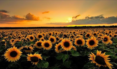 Clara Dubreuil - Hypnothérapeute, Magnétisme, Praticienne Lithothérapie, Sophrologue, Praticien de Médecine Alternative à Pirou