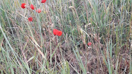 VRAND Sophie, Praticien de Médecine Alternative à Coucy-le-Château-Auffrique