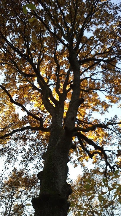 Flonaturo, Réflexologue à Anglure-sous-Dun