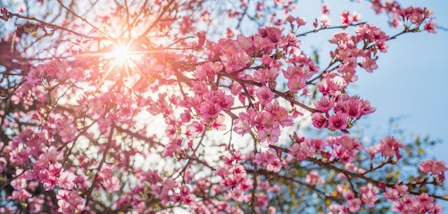 NAORU Naturopathie Japonaise, Praticien de Médecine Alternative à Saint-Gervais