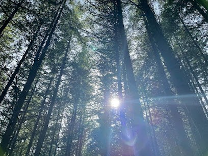 Amandine Tourmente - Naturopathe - Micronutritionniste - Massage Du Ventre Chi Nei Tsang - Lyon, Praticien de Médecine Alternative à Lyon 07