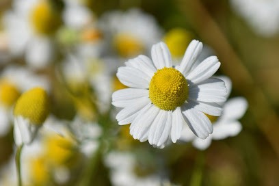 Curnier Jean François Naturopathe, Praticien de Médecine Alternative à Valence