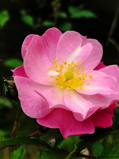 Bryon Magalie Sophrologue, Praticien de Médecine Alternative à Gargenville