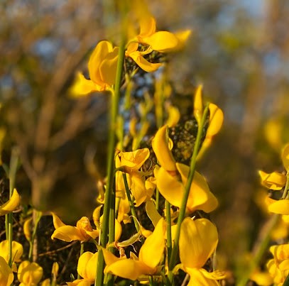 Charlotte Taillard, Praticien de Médecine Alternative à Die