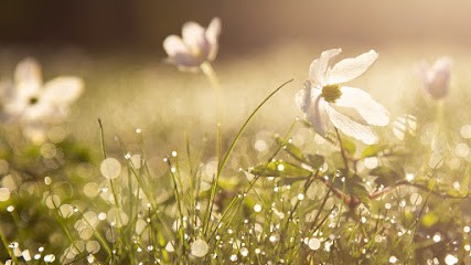 Formation naturopathe, Praticien de Médecine Alternative à Arcachon