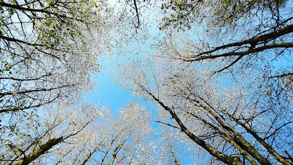 Hypnose - Sonothérapie - Mélinda Chopin, Hypnothérapeute à Châteaubourg