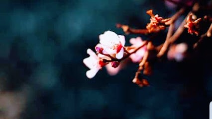 Neuro Hypnose Process Hypnose Savoie - Yenne 73170, Hypnothérapeute à Yenne