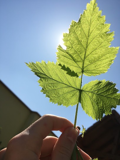 Sophrologue /relaxologue Catinaud Nathalie, Praticien de Médecine Alternative à Marckolsheim