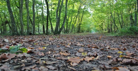 Laure Giorgi Hypnotherapeute en hypnose Ericksonienne - hypnose 77, Hypnothérapeute à Salins