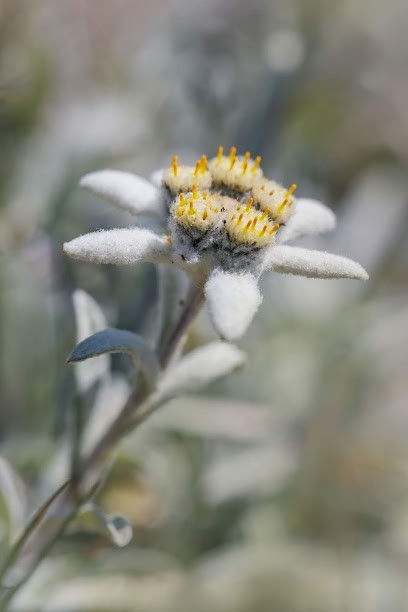 Céline Dufour radiesthésie, Réflexologue à Habère-Poche