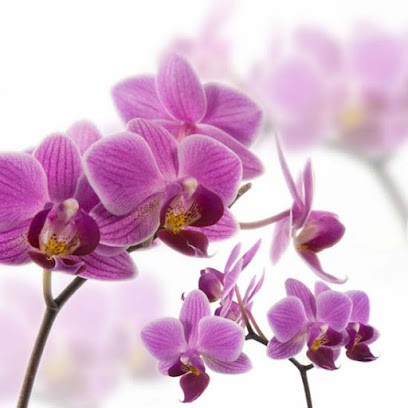 C en Soi - Chaoui Sarah - Sophrologue Certifiée (RNCP) & Coach, Praticien de Médecine Alternative à Bruay-la-Buissière