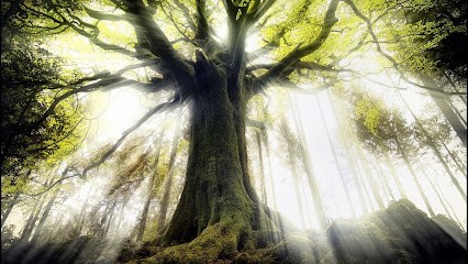 Laurent VIEL Magnétiseur, Praticien de Médecine Alternative à Plérin