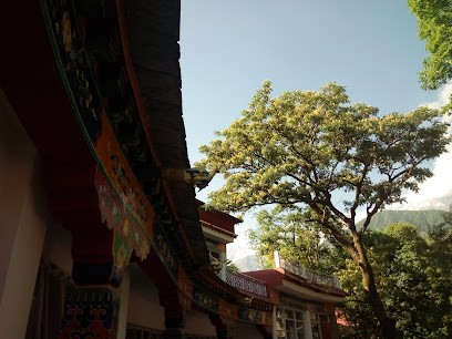 Cheyenne's Tree Healing - Soins énergétiques & ThetaHealing, Praticien de Médecine Alternative à Moulis