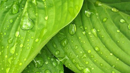 Chris Pleynet-Fillol Sophrologue/ Hypnothérapeute/Energéticienne Et Praticienne En Cupping Massage, Praticien de Médecine Alternative à Bouffémont