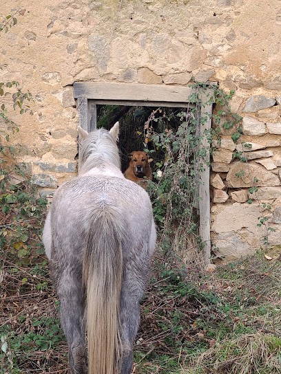 Béatrice Andronnet - BA Shiatsu Energetics - Equipraticie Relationnelle, Praticien de Médecine Alternative à Sainte-Colombe-sur-Gand
