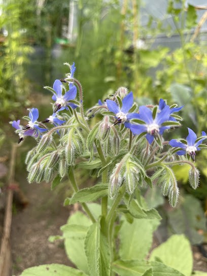 Laure-Elaine Raulier, Praticien de Médecine Alternative à Régny