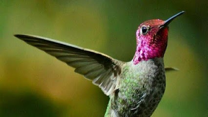 HYPNOVITA - Stéphanie Maisse, Hypnothérapeute à Port-Lesney