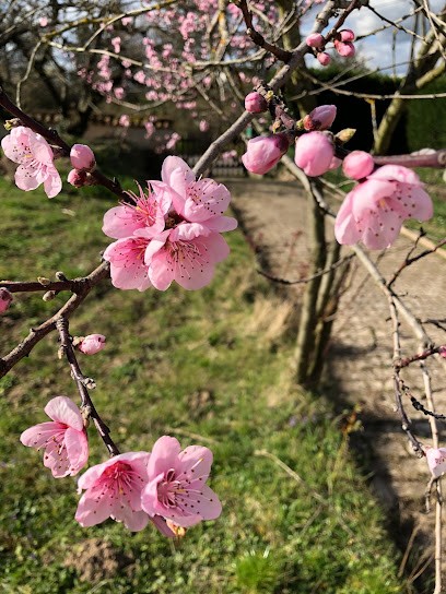 Amanda BERGEON DEVIDAL, Praticien de Médecine Alternative à Dommartin