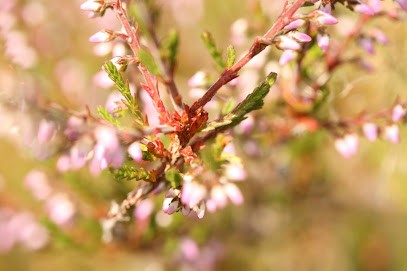 Isabelle Flandrin-Bletty, Praticien de Médecine Alternative à Saint-Égrève