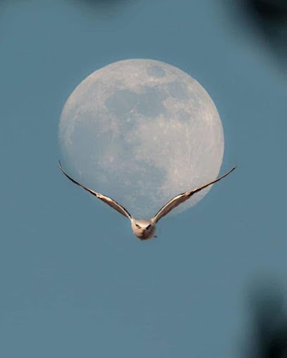 Zen Annie-Tude, Hypnothérapeute à Tourrettes-sur-Loup