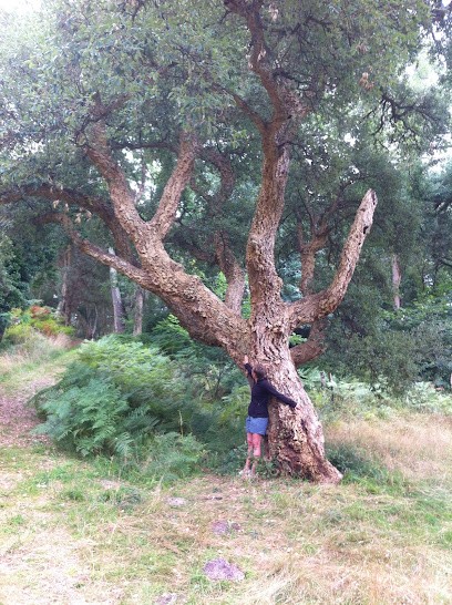Valérie Fond, Sophrologie - Réflexologie - Pratique Bye Bye Allergies, Réflexologue à Chantilly