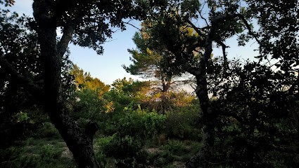 Forest Secrets, Praticien de Médecine Alternative à Saint-Julien