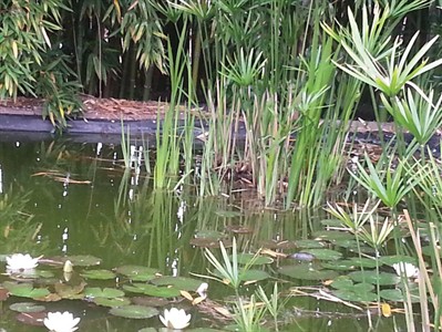 Emilie Lhotellier Semeuse De Graines Healer Chamane Formatrice, Praticien de Médecine Alternative à Lons-le-Saunier