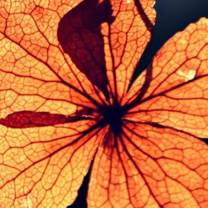 Mylight Quantum -, Praticien de Médecine Alternative à Orbey