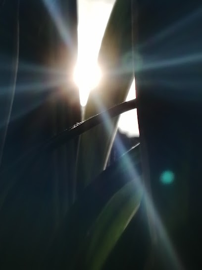 Lina Gambin Thérapeute Energétique, Praticien de Médecine Alternative à Nans-les-Pins