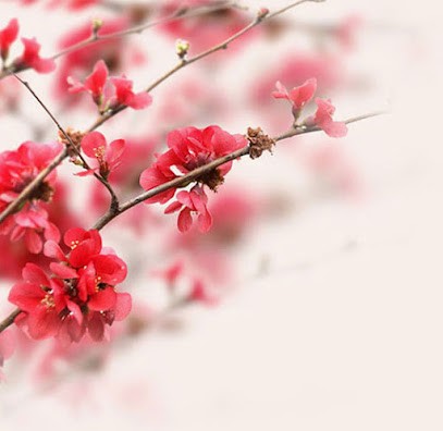 Joëlle Grenier, Qi Gong Et Sophrologie, Praticien de Médecine Alternative à Lyon 05