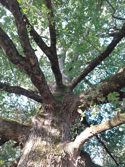Le Strat Mickael Magnétiseur-Sourcier-nettoyage énergétique de l'habitat Auray Morbihan, Praticien de Médecine Alternative à Auray