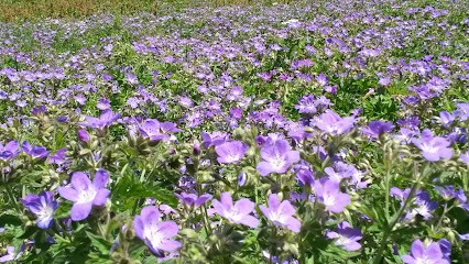 Sylvie Evrard - Hypnose , Coach De Vie Et Professionnel, Naturopathe, Hypnothérapeute à Roanne