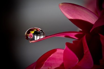 Les Corps et l'Esprit - PsychoGestionneL - Naturopathie - Soins Energétiques - Développement Personnel PNL, Praticien de Médecine Alternative à Salles-sur-Garonne