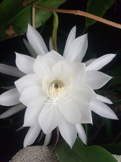 PRESERVE CONSEIL, Praticien de Médecine Alternative à Éguilles