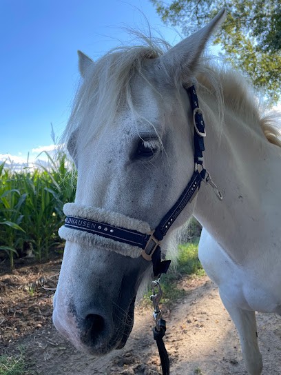 Magi'Corn, Praticien de Médecine Alternative à Lorette