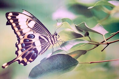 Aurélie Favier, Sophrologue & Sophrothérapeute, Praticien de Médecine Alternative à Nyons