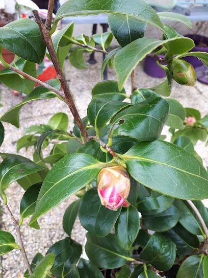 Elza Baillon - énergéticienne Et Magnétisseuse, Réflexologue à Brunelles