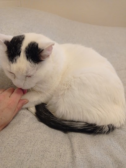 Soins Et Toucher énergétiques Pour Animaux / Lydie Talec, Praticien de Médecine Alternative au Tholonet