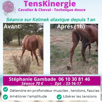 Stephanie GAMBADE Praticienne Animalier Cavignac Chevaux chiens chats etc, Praticien de Médecine Alternative à Cavignac