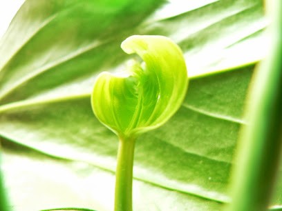 Raphaël Jankowski Naturopathe, Praticien de Médecine Alternative à Grenoble