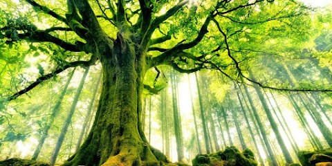 Sylvie JOLIMAY Sophrologie - Hypnose - Réflexologie, Praticien de Médecine Alternative à Reims