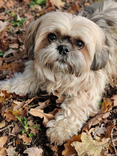 Isabelle communication animale (isabellecomanimale), soins énergétiques pour humains et animaux, Praticien de Médecine Alternative à La Roche-sur-Yon