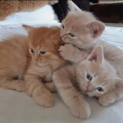 Harmony Animal, Praticien de Médecine Alternative à Masevaux-Niederbruck